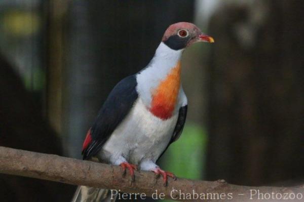 Flame-breasted fruit-dove