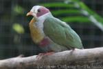 Yellow-breasted Fruit-dove