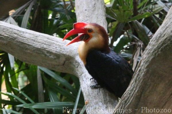 Writhed hornbill