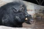 Luzon warty pig