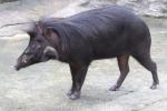 Luzon warty pig