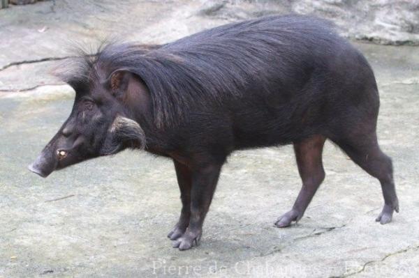 Luzon warty pig