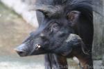 Luzon warty pig