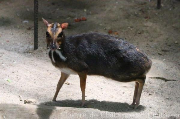 Balabac chevrotain