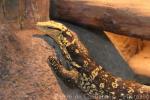 Philippine water monitor