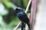 Greater racket-tailed drongo