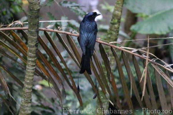 Greater racket-tailed drongo