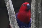 Eclectus parrot