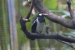 Javan pied starling