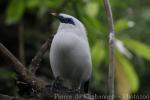 Bali myna