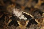 Malayan pitviper