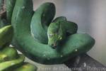 Green tree python