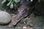 Malayan gharial