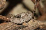 Flat-nosed pitviper