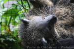 Javan binturong