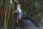 Southern cassowary