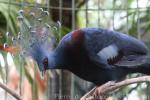 Victoria crowned-pigeon