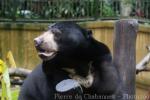 Malayan sun bear