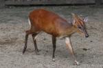 Southern red muntjac