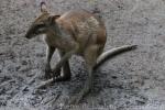 Agile wallaby