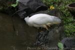 Black-headed ibis