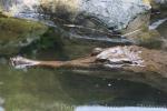 Malayan gharial