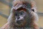 Eastern javan langur