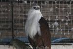 Brahminy kite