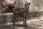 Luzon brown deer