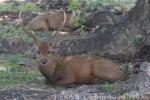 Calamian deer