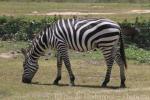 Grant's zebra