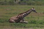 Reticulated giraffe