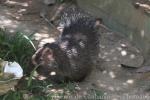 Philippine porcupine