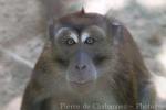 Philippine long-tailed macaque