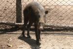 Palawan bearded pig