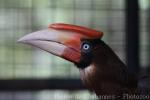 Southern rufous hornbill