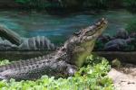 Saltwater crocodile