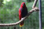 Eclectus parrot