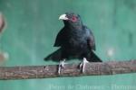 Western koel