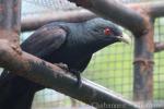 Western koel