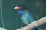 Oriental dollarbird