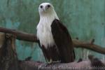 Brahminy kite