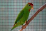 Philippine hanging-parrot