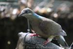 Short-billed brown-dove