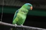 Blue-naped parrot