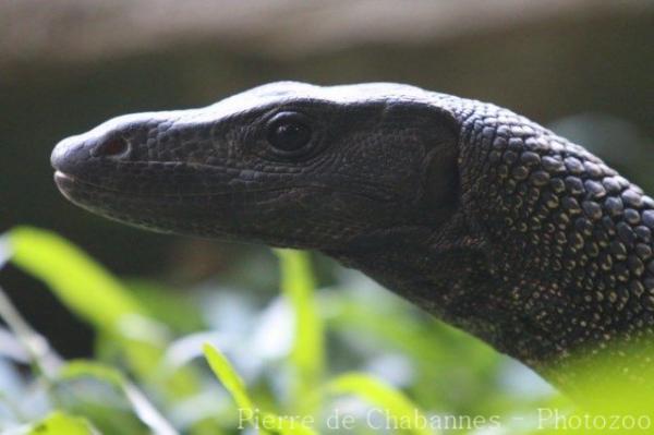 Visayan water monitor