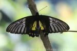 Davao Butterfly House