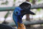 Northern cassowary