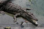 Philippine crocodile