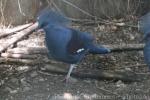 Western crowned-pigeon